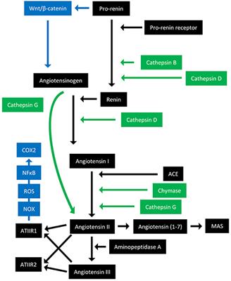 Therapeutic Targeting of Cancer Stem Cells via Modulation of the Renin-Angiotensin System